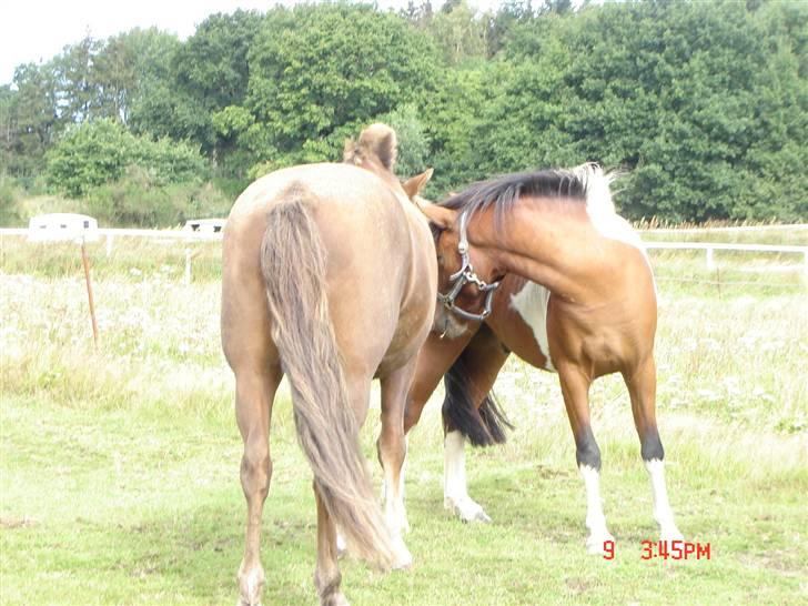 Anden særlig race Happy - Happy er lidt hingstet, dog med en vallak xD billede 9