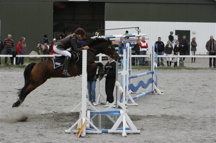 Anden særlig race Kissba billede 16