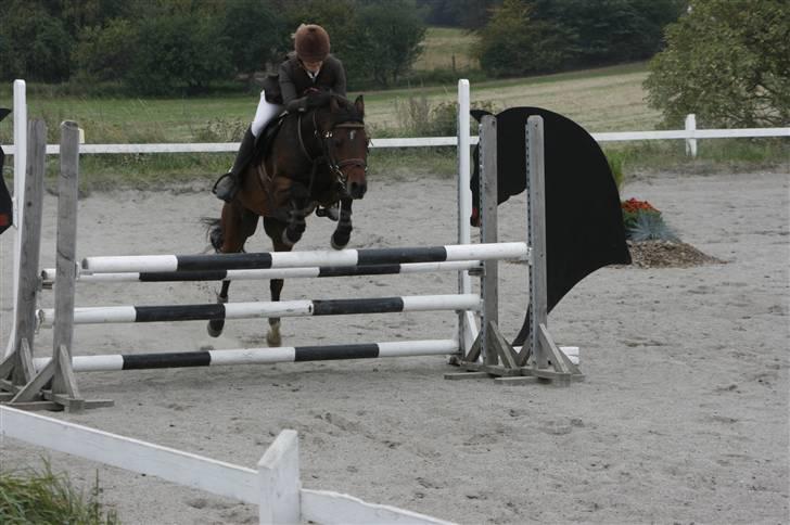 Anden særlig race Kissba billede 17