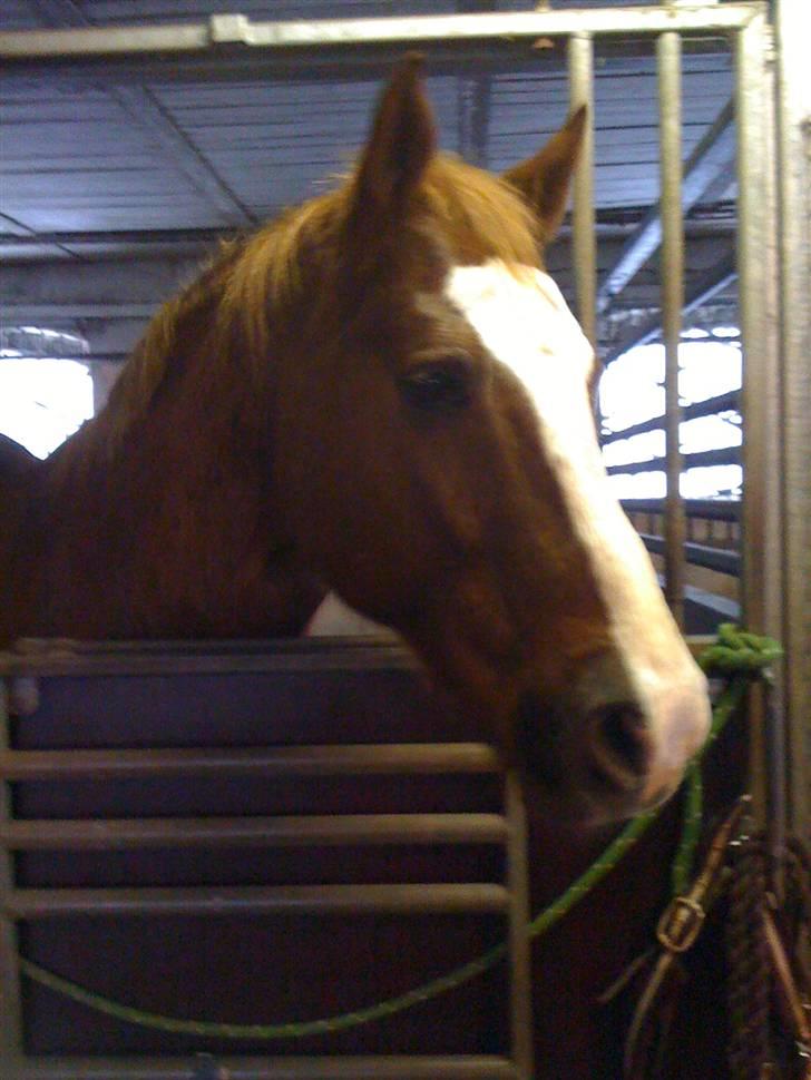 Quarter Mr. Leo Snuggle billede 4