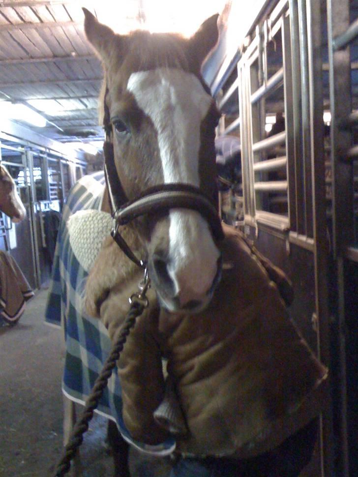 Quarter Mr. Leo Snuggle billede 9