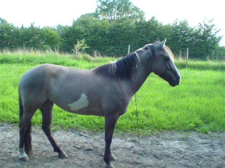 Anden særlig race Sia **solgt** billede 11