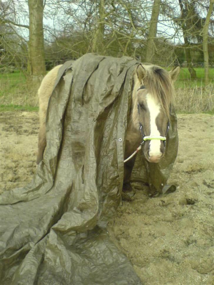 Anden særlig race Sia **solgt** - I gang med en lille pressening-leg som tøsen tog overraskende roligt :) billede 13