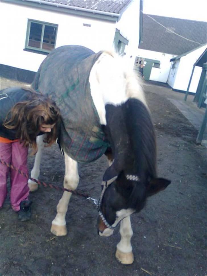 Pinto filur(ejer mejse)Aflivet - et  af  de  sidste  billeder der  blev  taget  af ham  billede 20