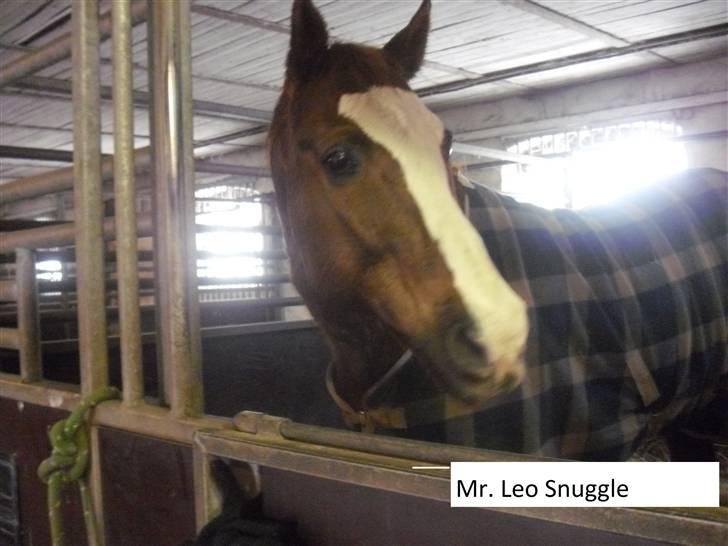 Quarter Mr. Leo Snuggle billede 11
