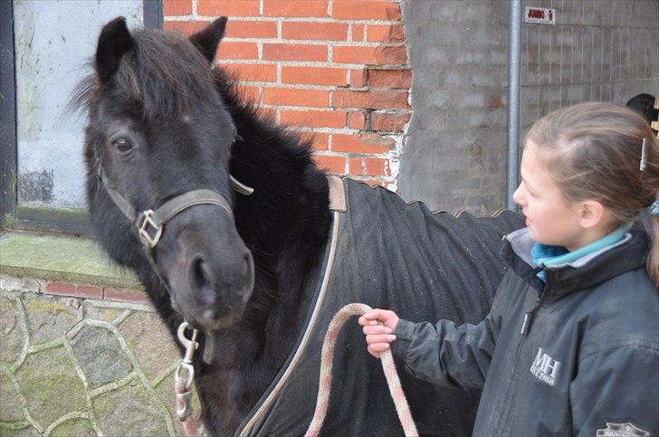 Anden særlig race Tornado SOLGT - TORNADO<3 billede 1