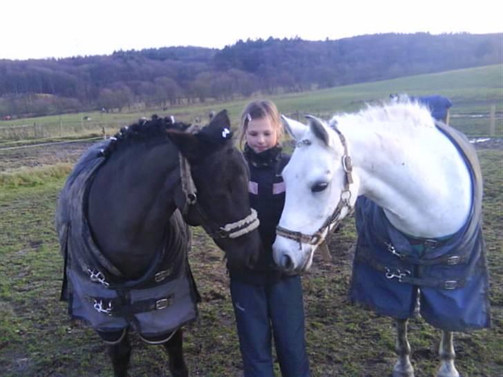 Anden særlig race Tornado SOLGT - hygger på med min spring pony og dressur ponyDX billede 11