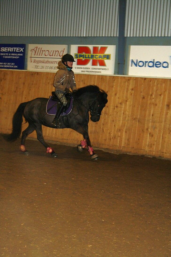 Anden særlig race Tornado SOLGT - Dressur-træning FOTO: Mille Godby billede 12