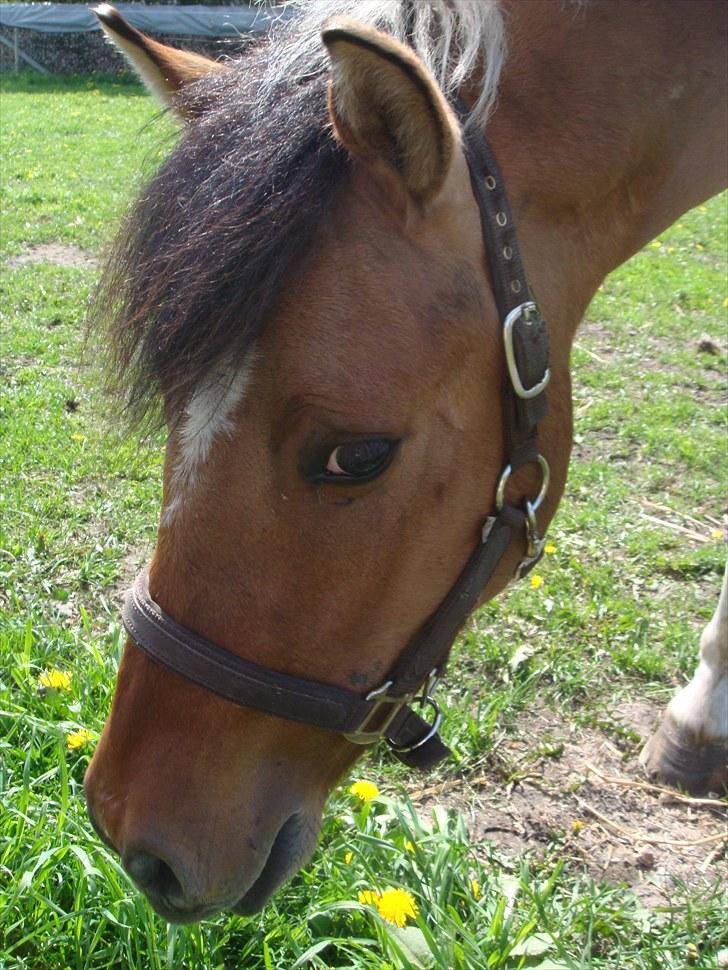 Anden særlig race Topper (SOLGT) billede 1