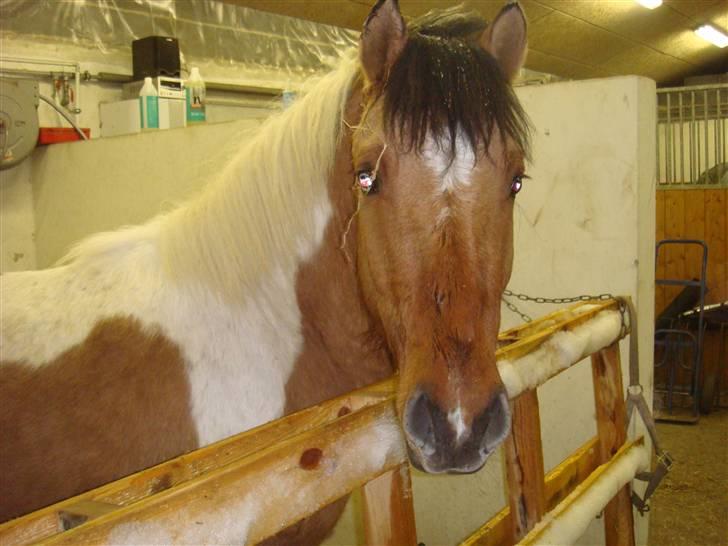 Anden særlig race Topper (SOLGT) billede 2