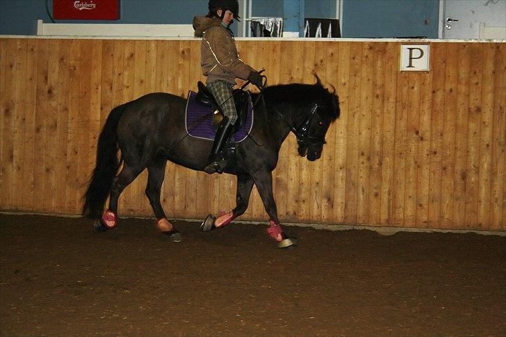 Anden særlig race Tornado SOLGT - Dressur-træning FOTO: Mille Godby billede 13