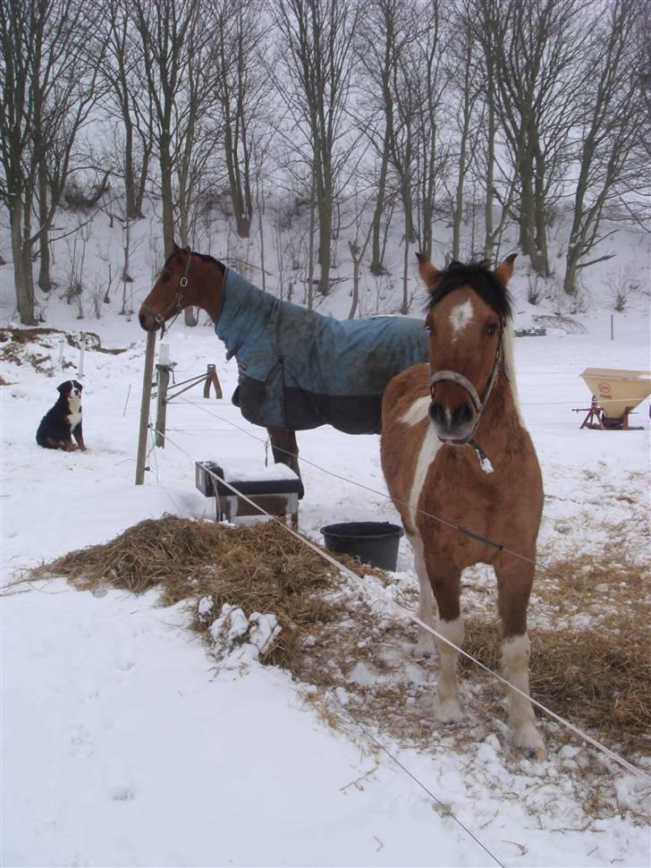 Anden særlig race Topper (SOLGT) billede 3