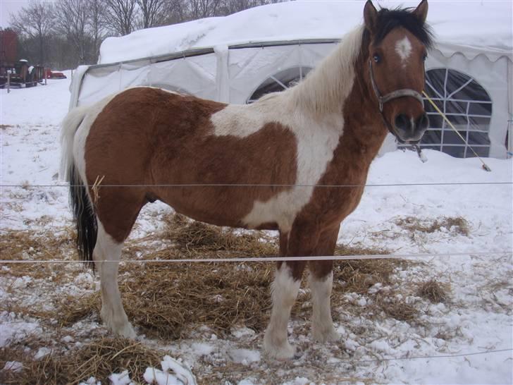 Anden særlig race Topper (SOLGT) billede 4