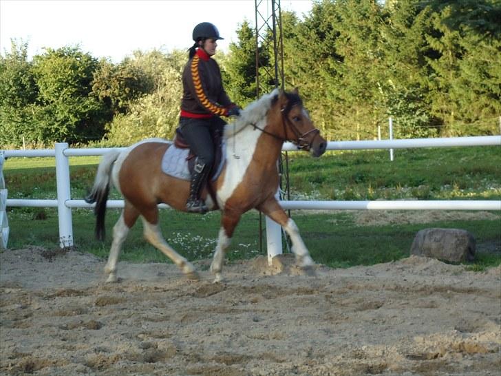 Anden særlig race Topper (SOLGT) - i trav :) billede 5