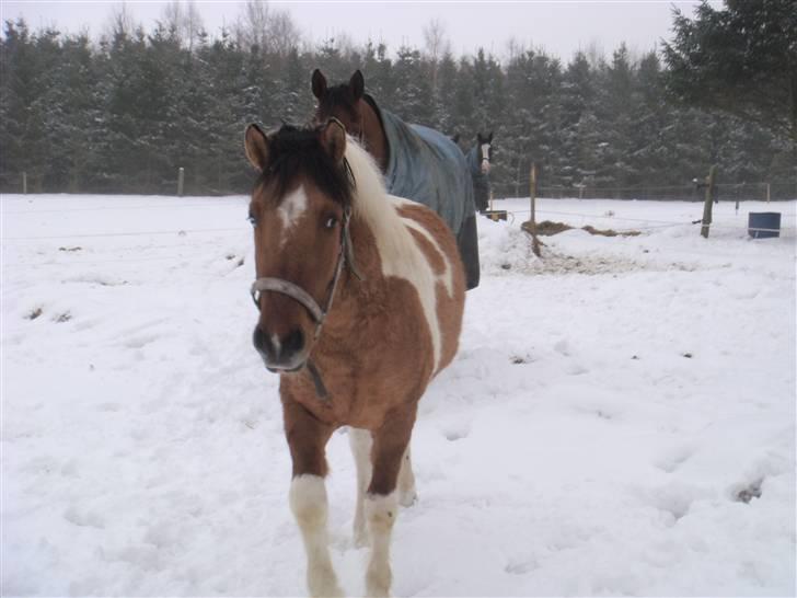 Anden særlig race Topper (SOLGT) billede 6