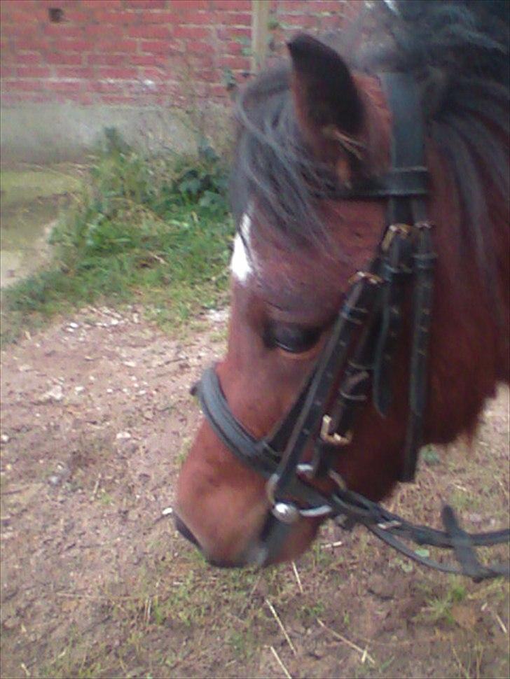Shetlænder cookie - da han kun var redet en månded billede 19
