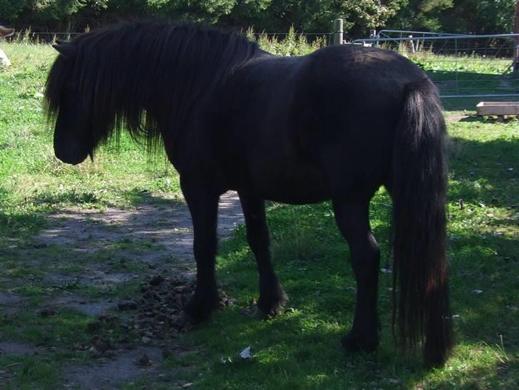 Islænder Múninn fra Lykkegården - Hingst igen :D billede 8