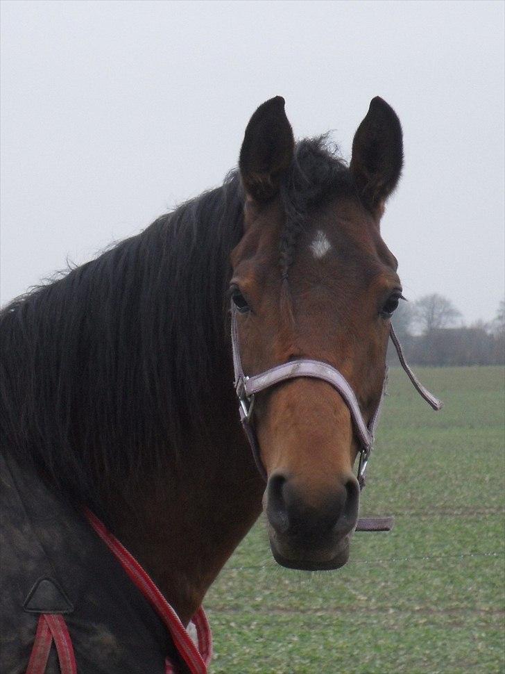 Anden særlig race Filur - R.I.P. skat :''( † - #18 Hvor er du smuk skat!     - Foto: Mig# billede 18