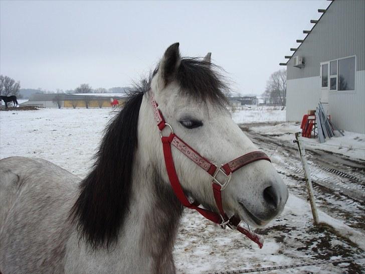 Anden særlig race Askepot  billede 16