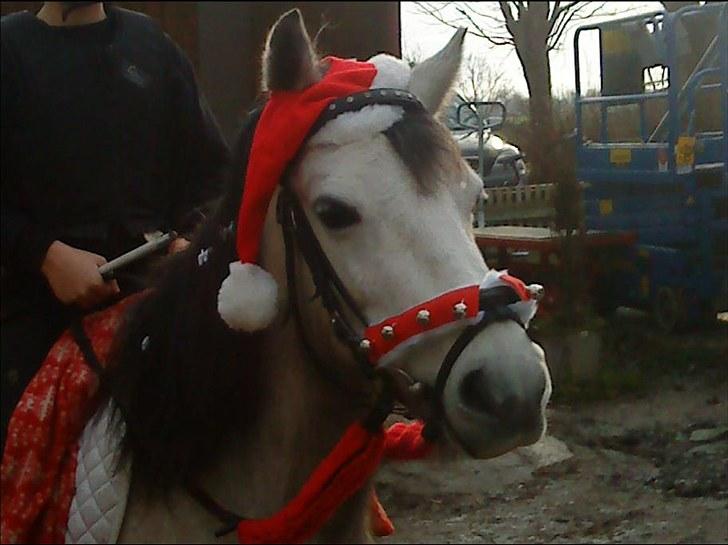 Anden særlig race Askepot  billede 18