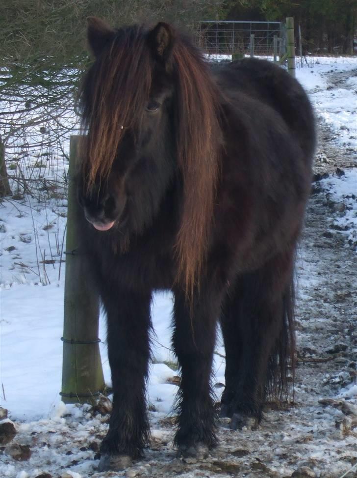 Islænder Múninn fra Lykkegården - Vinter ´10 :D billede 19