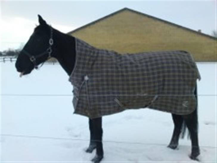 Anden særlig race Doncan   **SOLGT** billede 16