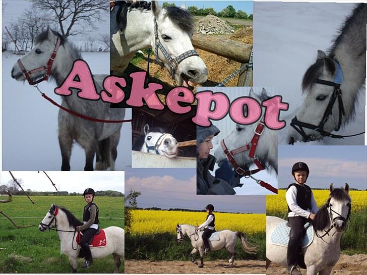 Anden særlig race Askepot  billede 19