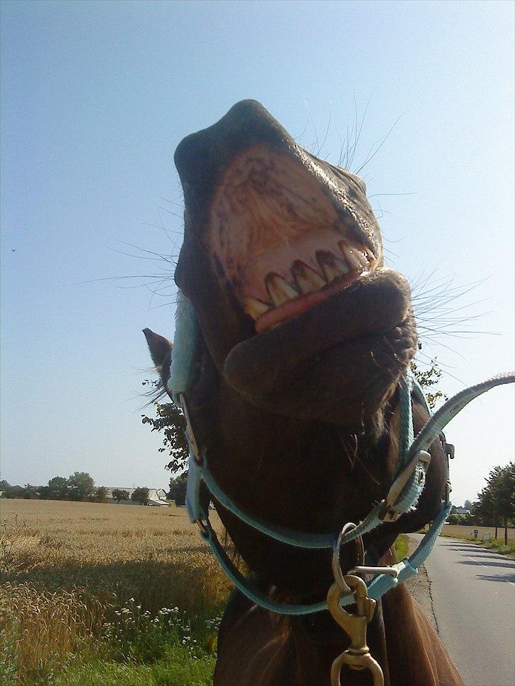 Anden særlig race Kasmir  - 
den ved, hvornår du er tilfreds 
den ved, hvornår du har det godt 
den ved, hvornår du er stolt
Og den ved ALTID, hvornår du har gulerødder sommer

 2010 foto: mig billede 17