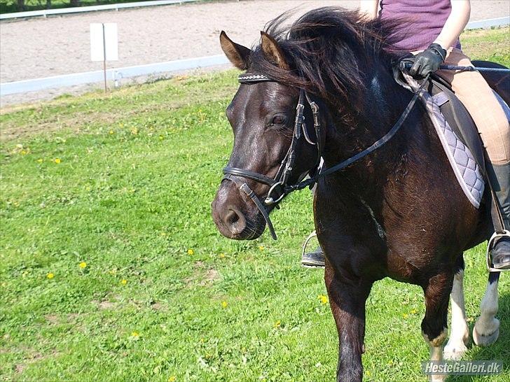 Anden særlig race Cirkeline - Velkommen til Cirkelines profil.. Læg en bedømmelse og kommentar (;   Foto: Kathrine Arents.. :) billede 1