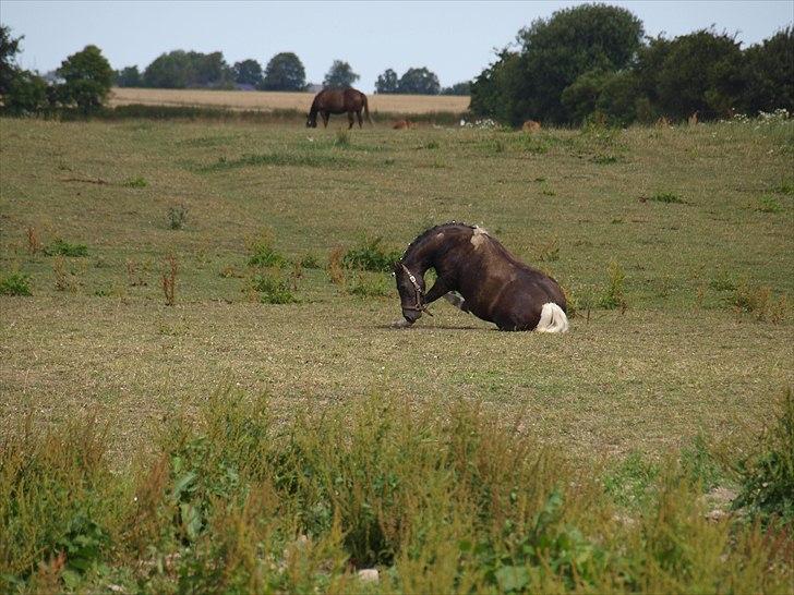 Anden særlig race Cirkeline - Cirkeline ruller sig på folden ;) billede 4