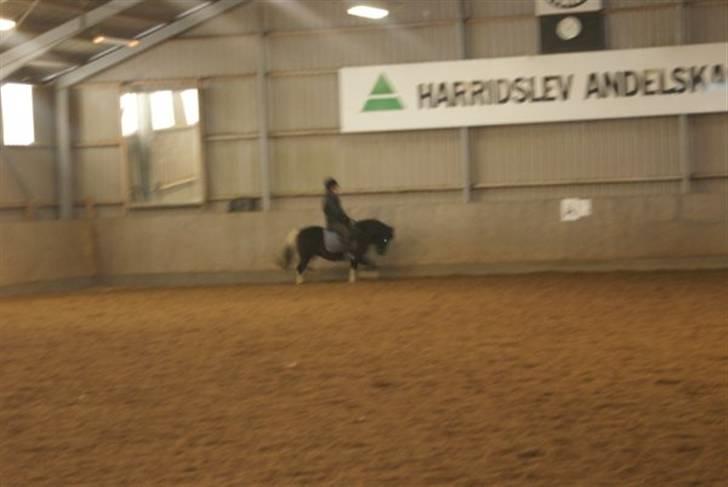 Anden særlig race Cirkeline - Josefine, der rider Cirkeline..  billede 5