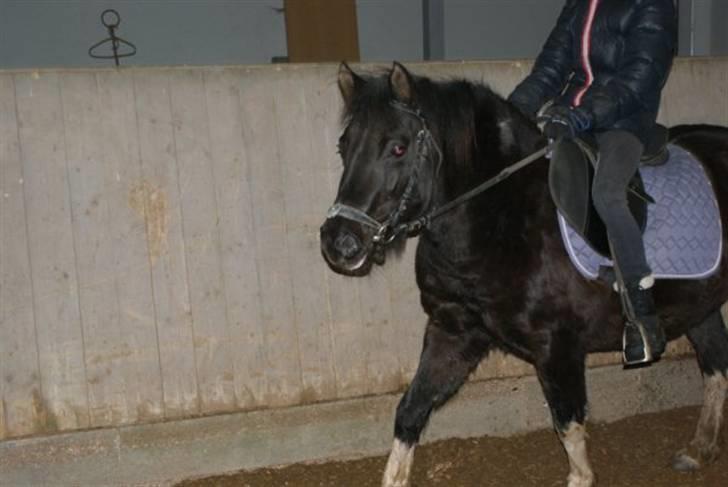 Anden særlig race Cirkeline - Mig, der rider den smukke (:  Foto: Josefine Gade.. billede 6