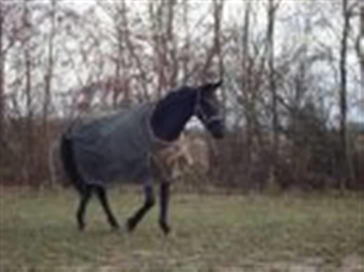 Anden særlig race Doncan   **SOLGT** billede 18