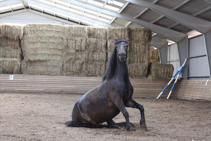 Anden særlig race Thyra - Dejligt at klø sig lidt på røven ;) Foto: Mathilde billede 19