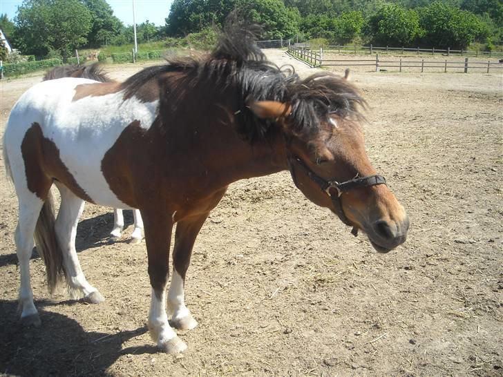 Islænder Fjörgull fra freersvang - ryste ryste :D -Må IKKE kopieres- billede 4
