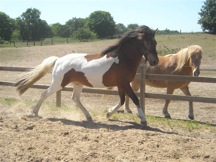Islænder Fjörgull fra freersvang - smukke :-) Når du gir den gas!-Må IKKE kopieres- billede 5