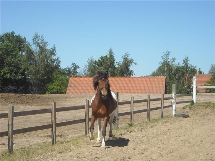 Islænder Fjörgull fra freersvang - Bølle<3-Må IKKE kopieres- billede 6