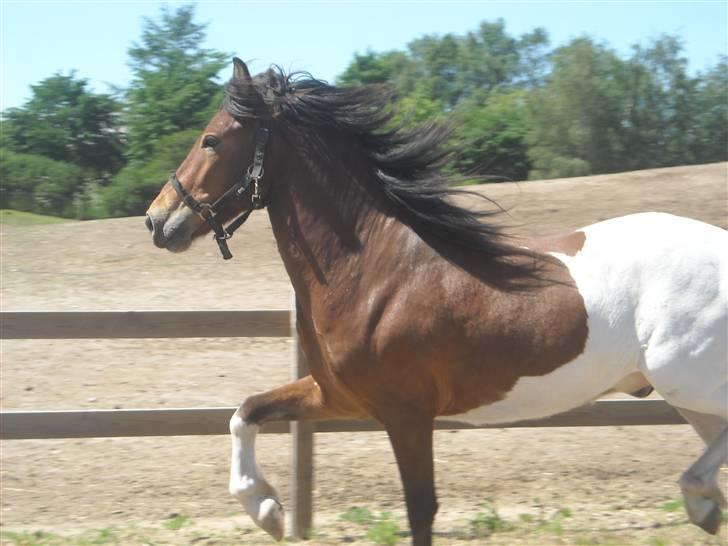 Islænder Fjörgull fra freersvang - Du er bare skøn<3
-Må IKKE kopieres- billede 7