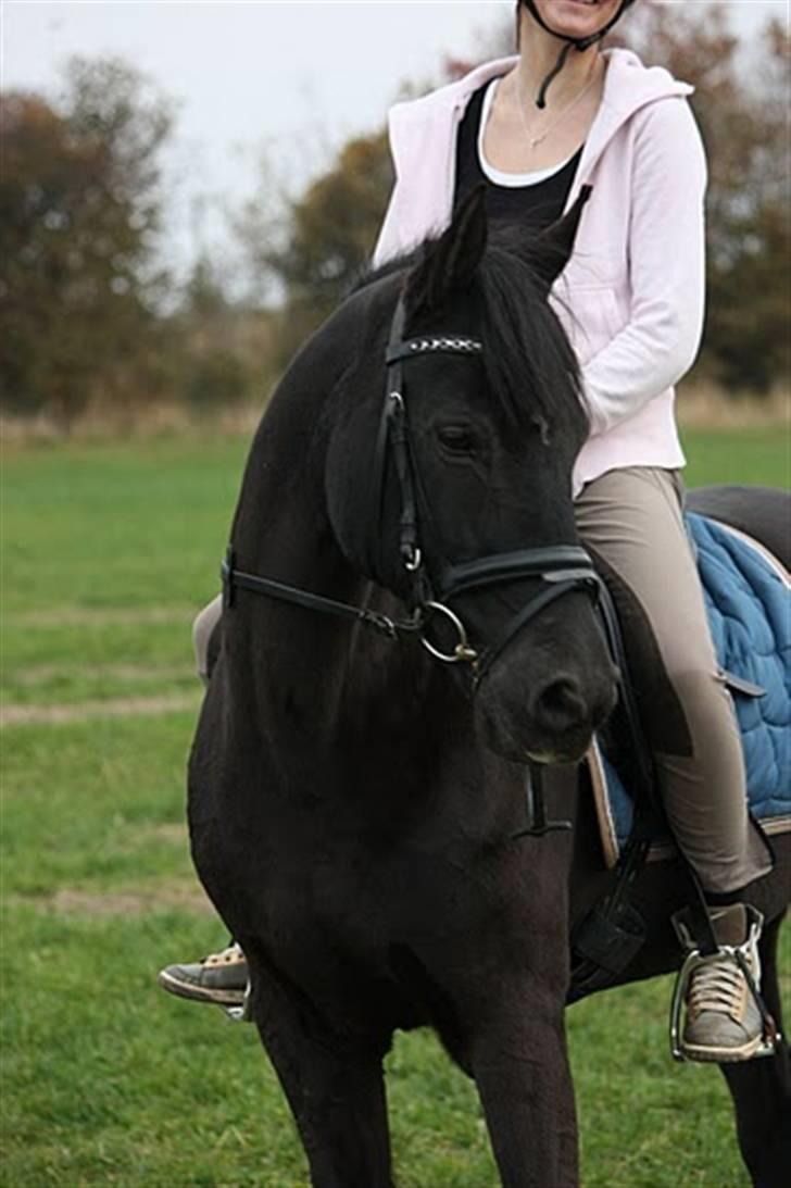 Anden særlig race Pakito - SOLGT - verdens smukkeste pony! billede 14