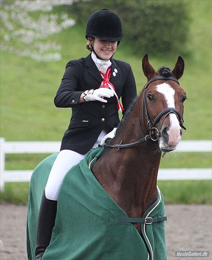 Welsh Cob (sec D) Kirz vanille Krokodille billede 20