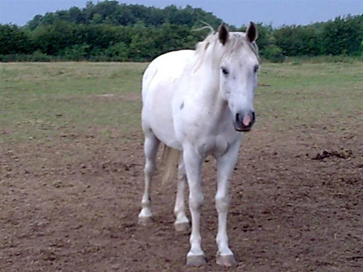 Anden særlig race Silverlea Picasso - Dejlige ponydreng:) billede 13