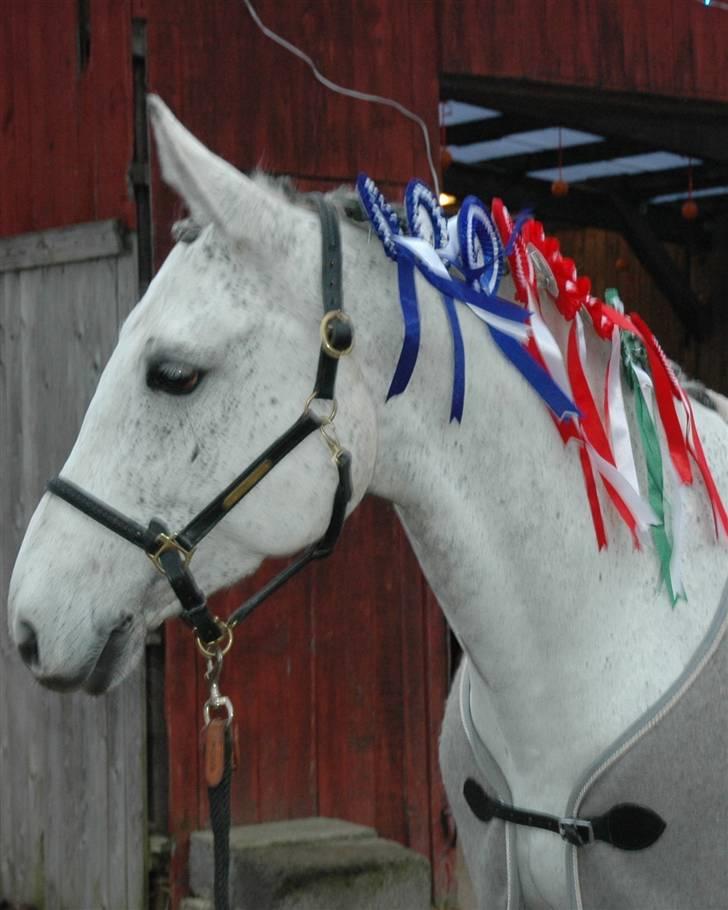 Dansk Varmblod Heslegård´s Ronja billede 1