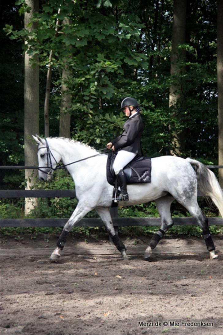 Dansk Varmblod Heslegård´s Ronja billede 2