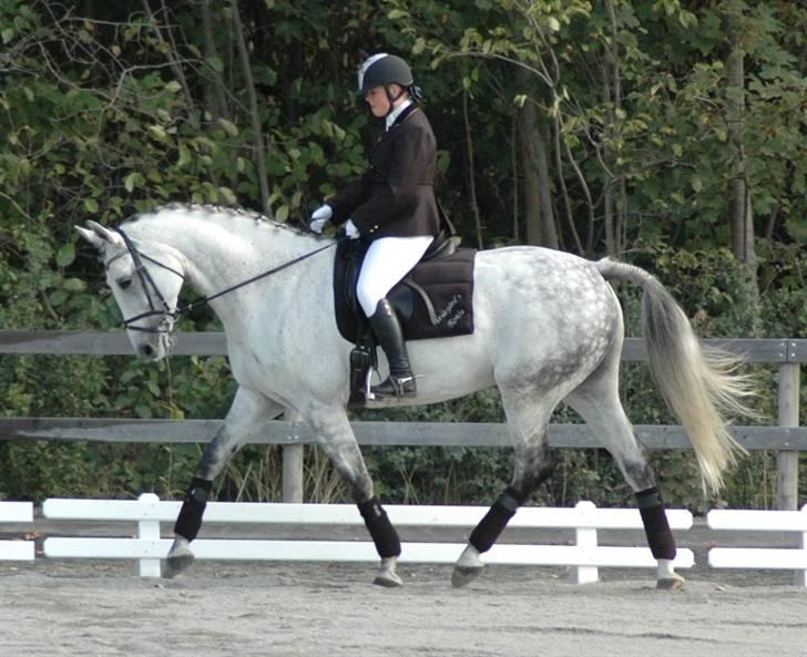 Dansk Varmblod Heslegård´s Ronja billede 3