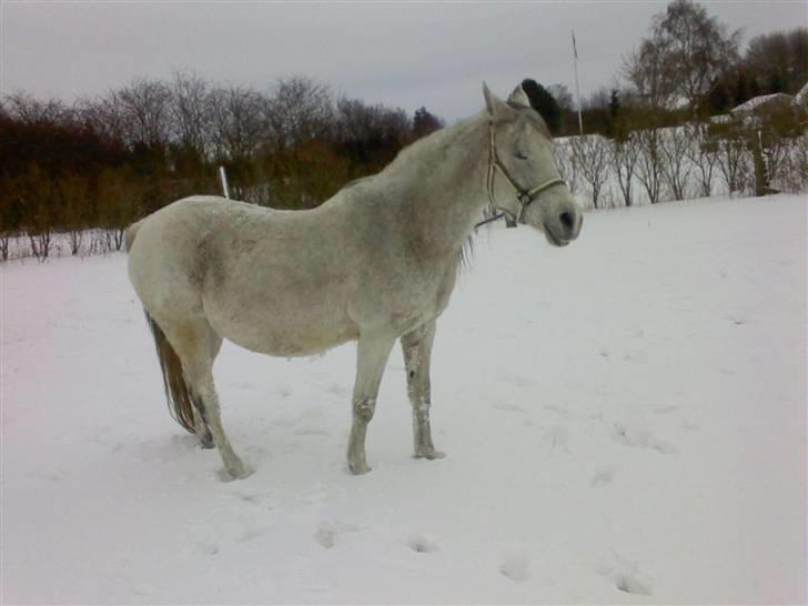 Anden særlig race Skovly´s Eliza - Feb. 2010 billede 9
