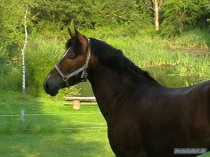 New Forest Majgårdens Apricot *Cody* - heej og velkommen til cody´s profil´<33  billede 2