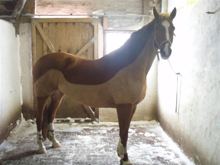 Dansk Varmblod Solbakkens Pigeon *R.I.P. billede 6