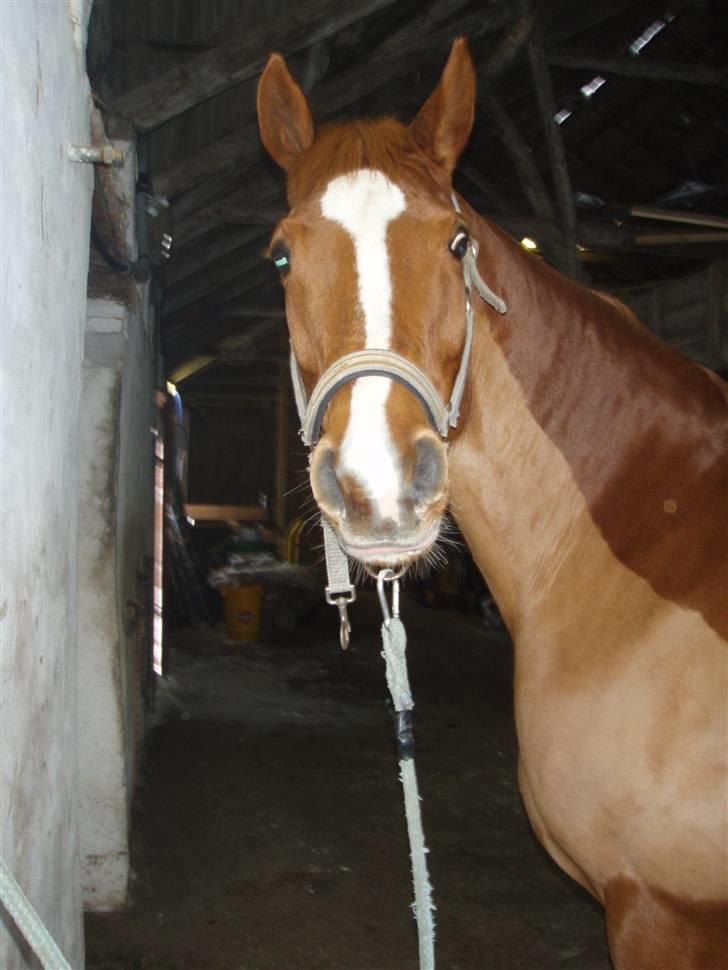 Dansk Varmblod Solbakkens Pigeon *R.I.P. billede 8