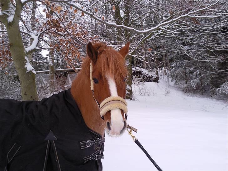 Anden særlig race esprit billede 10