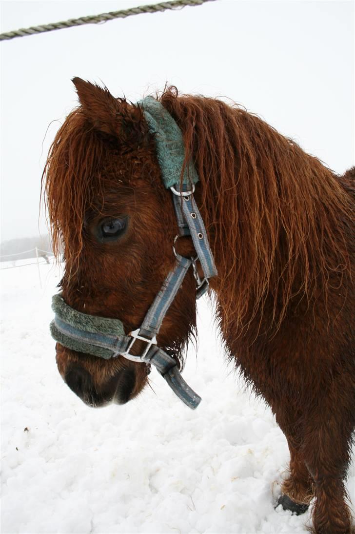 Shetlænder Hansen billede 1